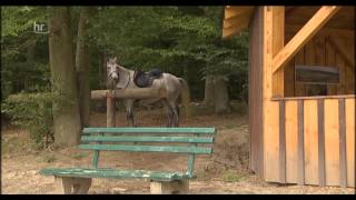Hessische Pferdegeschichten: Über Rösser und Reiter
