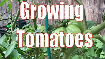 Za jak dlouho dozrají rajčata Cherokee Purple?