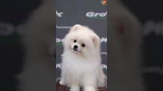 Pomeranian Spitz Puppy First Grooming | Pomeranian Puppy Grooming | How to Dog Grooming#viral#shorts