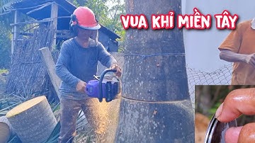Vua khỉ cùng đệ tử hạ 3 gốc cây Cau Vua cạnh cái ao nuôi cá .