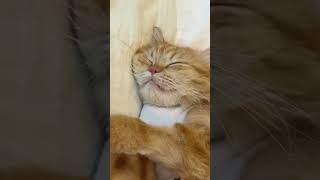 ก่อนกลับพ่อจะพาเฮียจีวอนไปไหว้พระธาตุหนองแวง #เฮียจีวอน