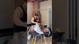 SEM NEHUM POTE QUEBRADO 🙌🏻#pitbull #bordercollie #blueheeler #asmr #alimentaçãopet