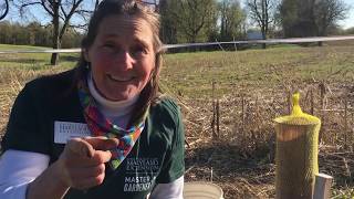 Celebrating our Earth: Planting Birch Tree Seedlings