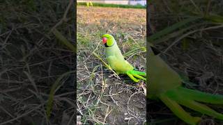 Ringneck male Parrot Bonding with owner | #shorts #parrots #ringneckparrot