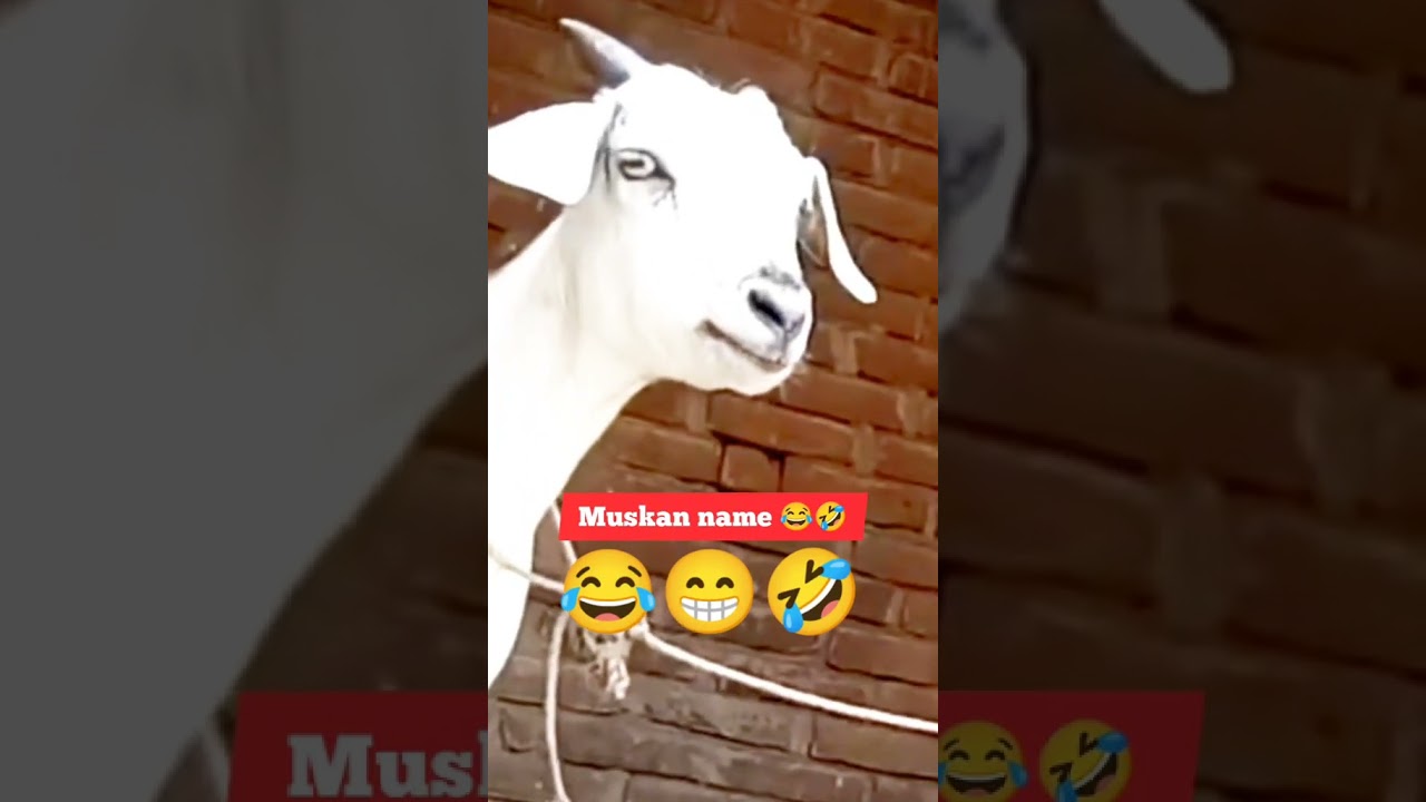Muskan name fuuny video |funny bakra video muskan name 