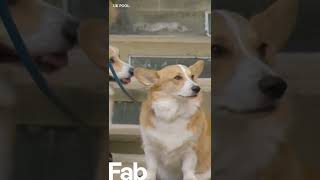 The Queen's corgis & pony waited for her coffin to arrive at Windsor #shorts #thequeen #corgi #pony