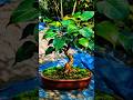 How to bonsai plant report 🪴🌿🌱#gardening #plants #shorts