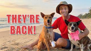 Download Lagu Big week saving street dogs 25 dogs to catch, an old friend visits and our hardest rescue returns MP3