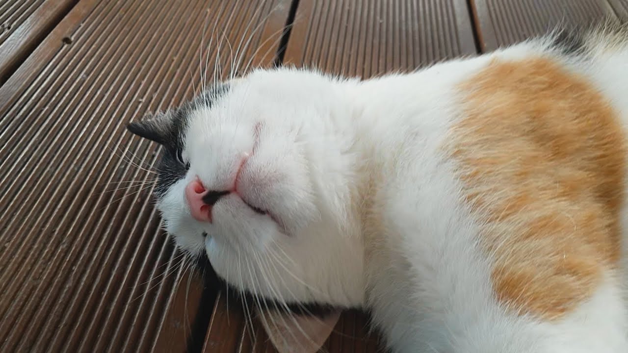 천방지축 고양이가 극심한 더위를 극복하는 방법은... How cats cope with extreme heat YouTube
