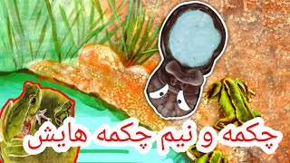 داستان کودکانه فارسی/قصه کودکانه قشنگ/داستان صوتی و مصور/قصه شب
