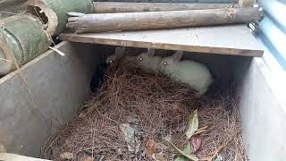 Rabbit hutch # diy# Upper Shillong