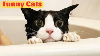 New Funny Animals - Funniest Cats and Dogs Videos - Part 23