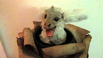 Roullet Decamps rabbit cabbage automaton