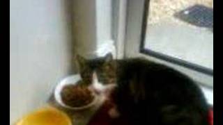 My Shortcrappy Version Of Screaming At Cats