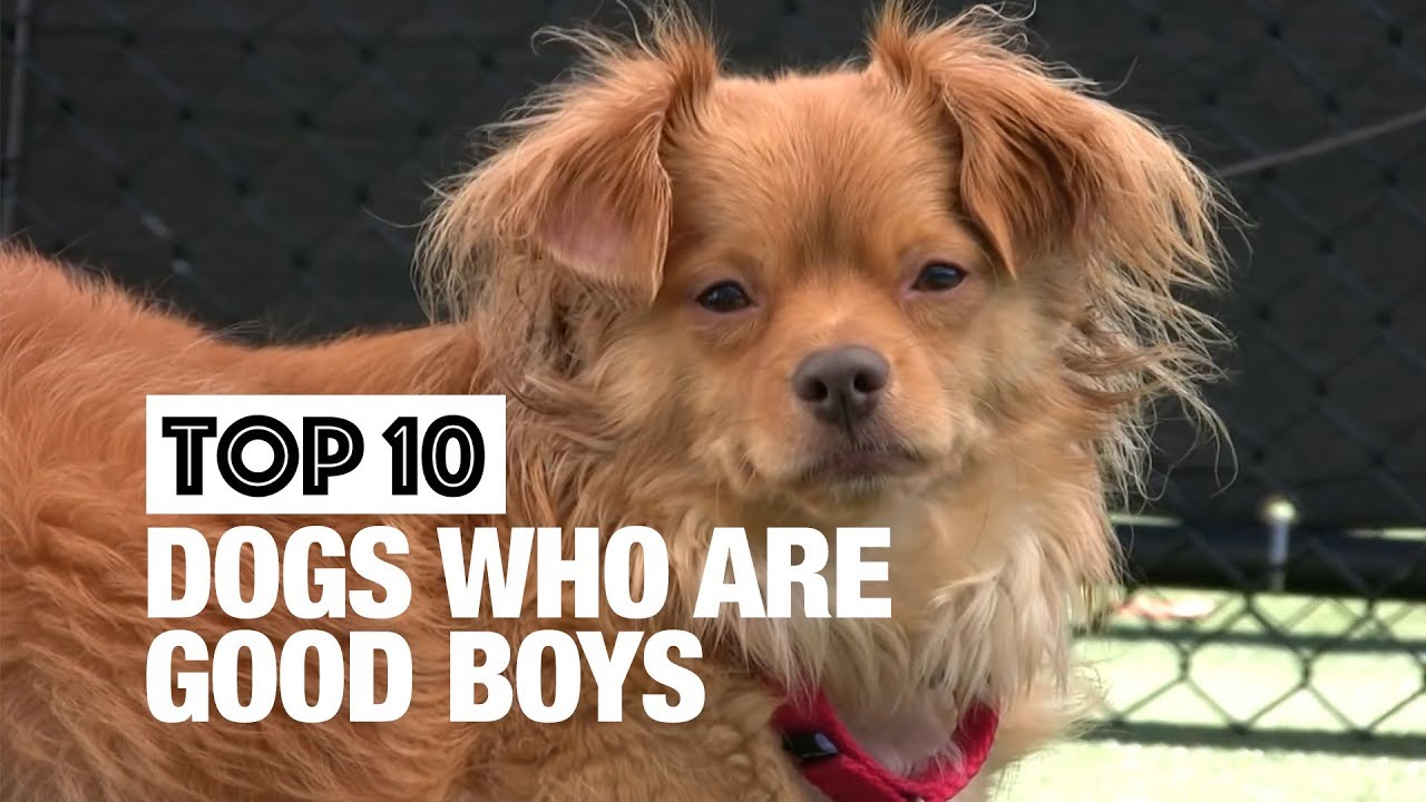 Top 10 Dogs Who Are Good Boys™ YouTube