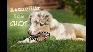 ACCUEILLIR SON CHIOT (Conseils)