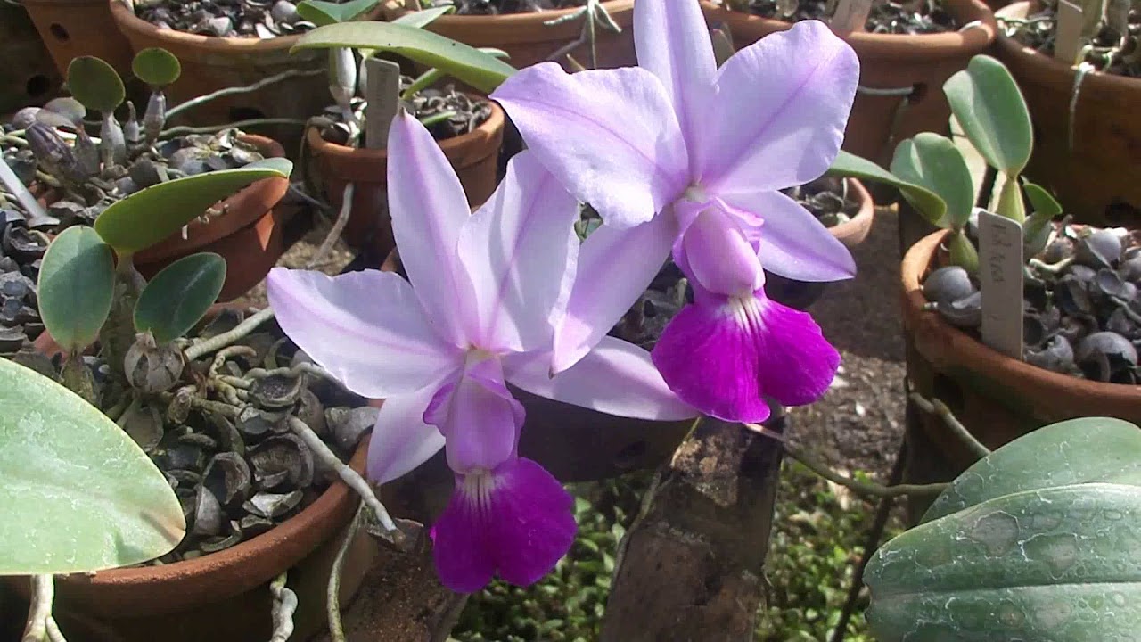 Visita ao orquidário Porã.