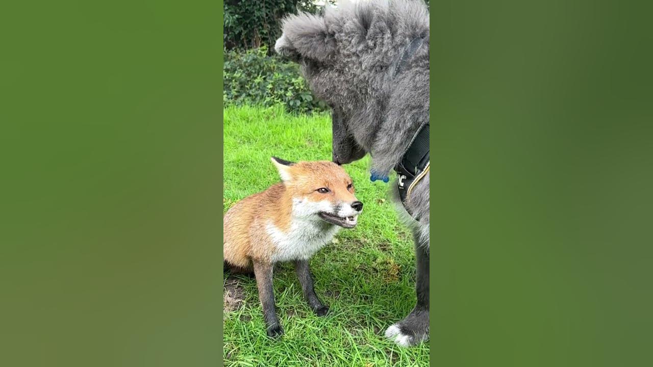 Fox and Wolf make friends *cutest* - YouTube