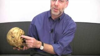Daniel Lieberman on Skulls