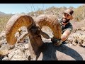 Sonoran Desert Bighorn Sheep