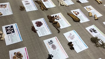 Đông dược 37: Nhận biết 40 vị thuốc thi chạy bàn - Có tên thuốc