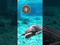 Turtle Facts and Navigation