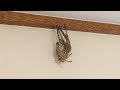 【閲覧注意】アシダカグモ 脱皮映像 / Molting of Huntsman Spider