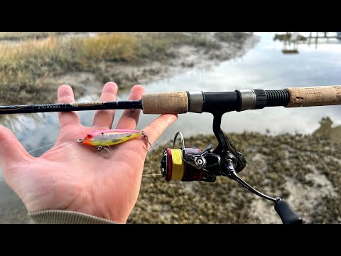 Non-stop inshore Speckled trout action! (Charleston SC) 