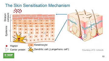 Skin Sensitisation