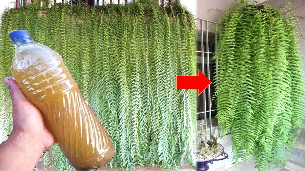 Mágico!! Faz sua SAMAMBAIA crescer muito (veja o incrível resultado) Mágico!! Faz sua SAMAMBAIA crescer muito (veja o incrível resultado)