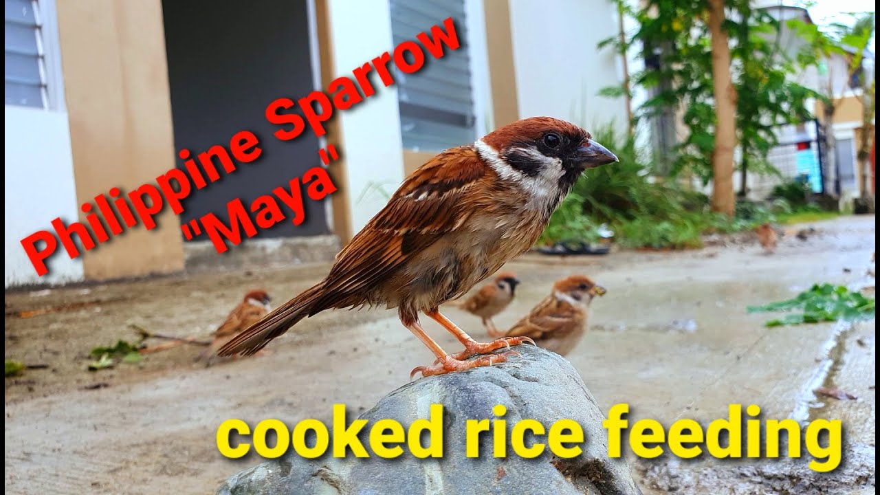 Maya Birds Philippine Sparrow Youtube