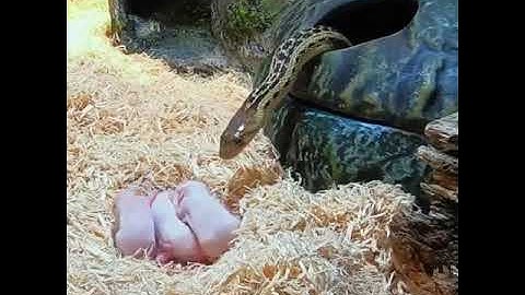 OMG Gopher Snake Eats Six Pinkies