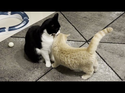 Needy Kitten Demands Attention From Cat
