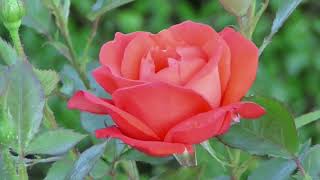 Tranquil Serenity Immersive Nature Relaxation for Peaceful Escape