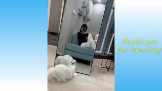 Cute Animals Best Animal Moment Tik Tok Hub