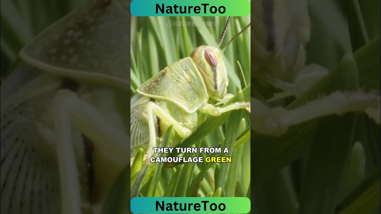 How Grasshoppers Can Start A Plague 