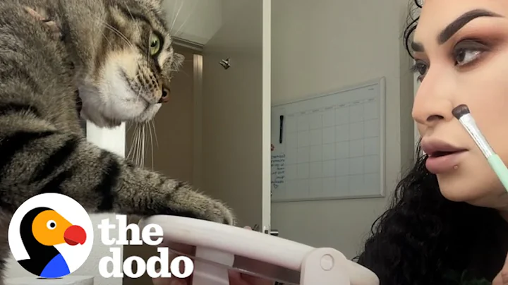 Cat Won't Stop Smacking His Mom | The Dodo - DayDayNews