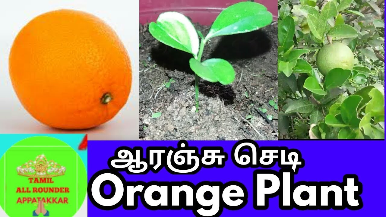 ஆரஞ்சு மரம் வளர்ப்பு /Gardening /How to grow orange plant in tamil