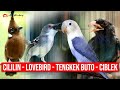 MASTERAN KOMBINASI CILILIN - LOVEBIRD - TENGKEK BUTO - CIBLEK