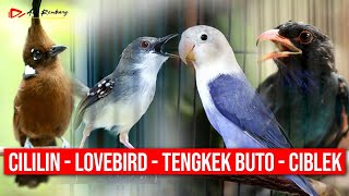 MASTERAN KOMBINASI CILILIN - LOVEBIRD - TENGKEK BUTO - CIBLEK