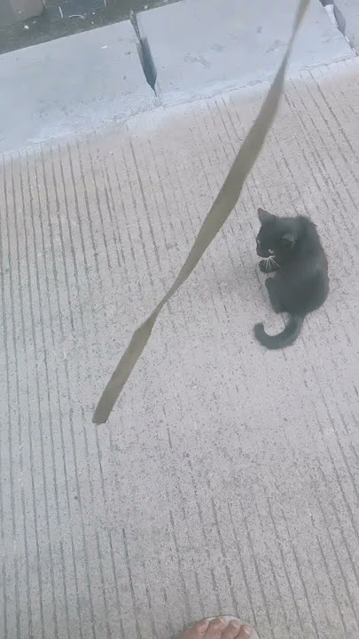 ahnak kucing