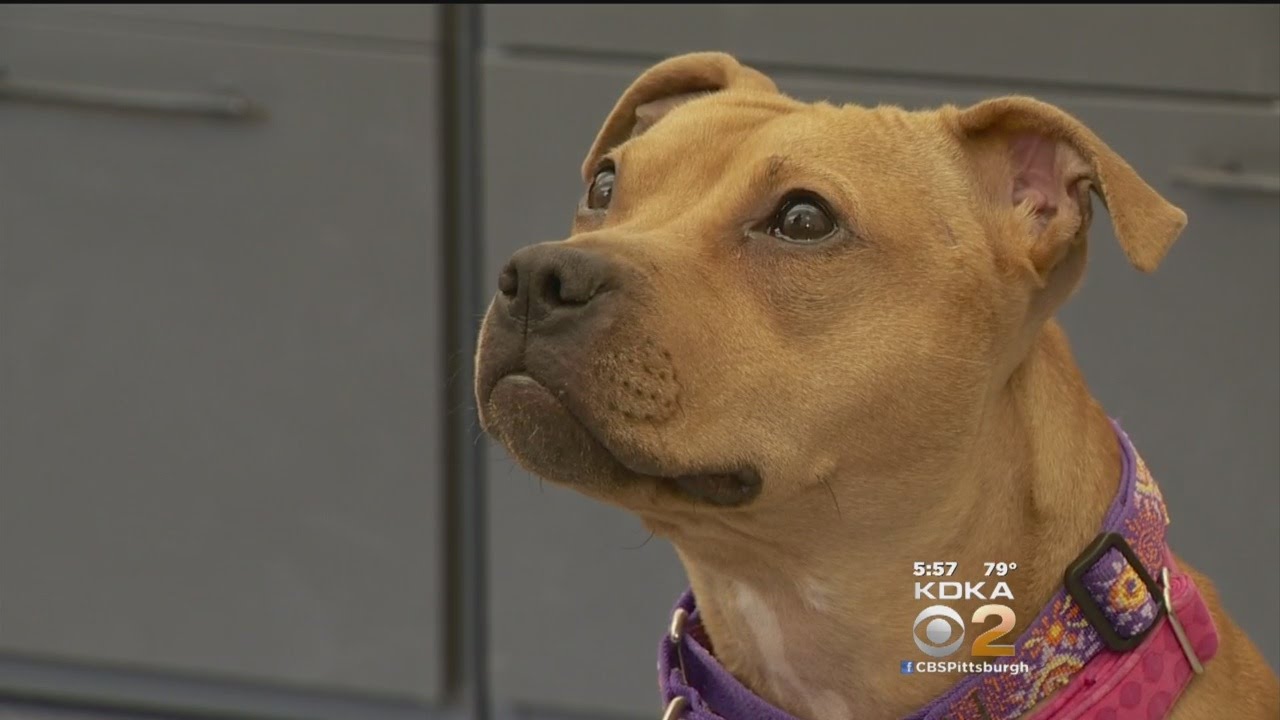 Abused Dog "Effie" Ready For Adoption - YouTube