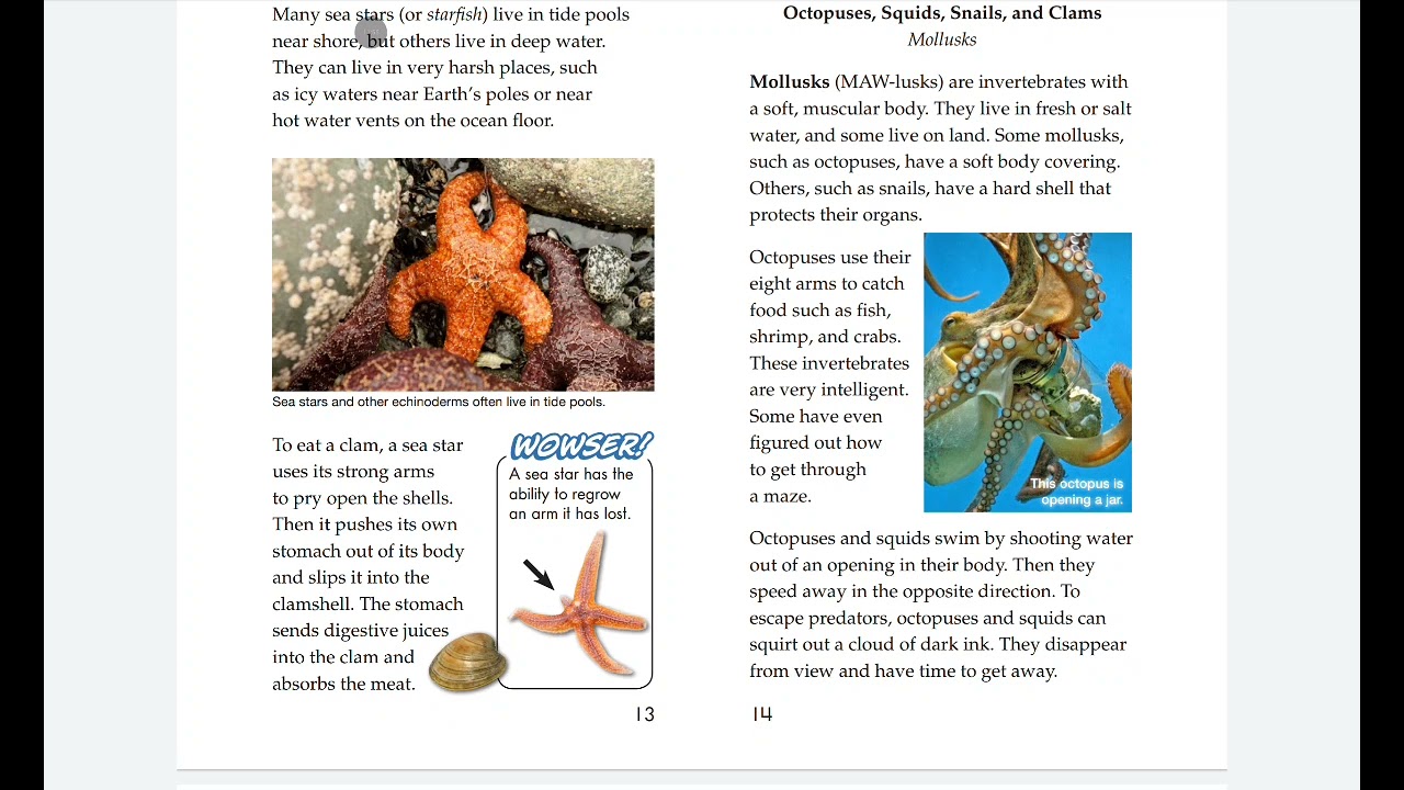 Topic 6-Invertabrates