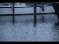 Vissen op snoek met dood aas