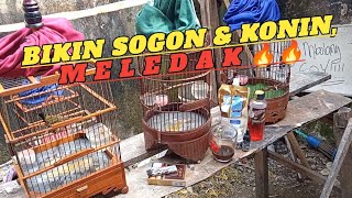 Still the pink cepuk is the mainstay‼️Care for 1 month gacor/ngleper for sale🤣🤣