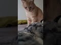 Harley's Habitat... The Agarment, in  a Furry Maniac 's Mind! 🩶'Eva 🐈🐈‍⬛✨️🩸