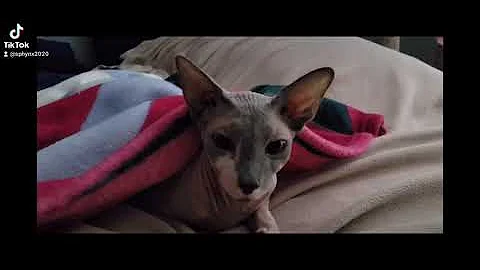 Watch the video about Sphynx mornings 🌄