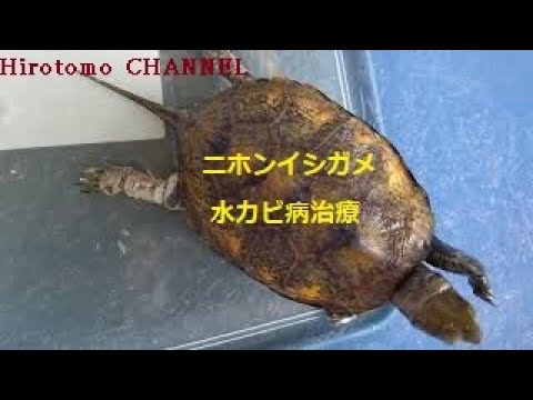 カメ水槽 閲覧注意 ニホンイシガメ 水カビ病 治療 飼育 方法 Japanese Rock Turtle Water Mold Disease Treatment Youtube
