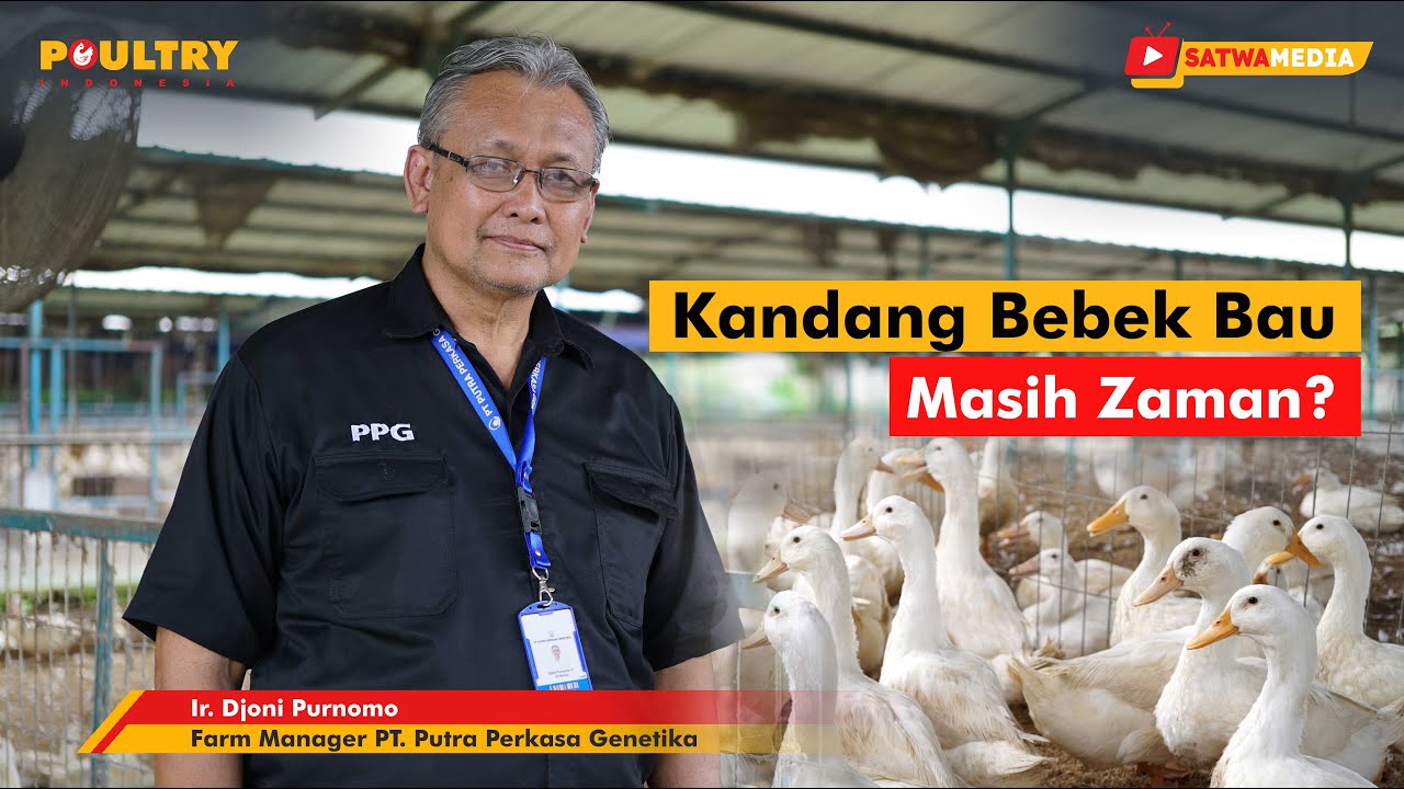 Pengelolaan Alas Kandang pada Peternakan Itik Pedaging