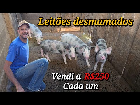 Weaned the Piglets from the Sow! Weaning Day, Sales, and Breeding Tip.